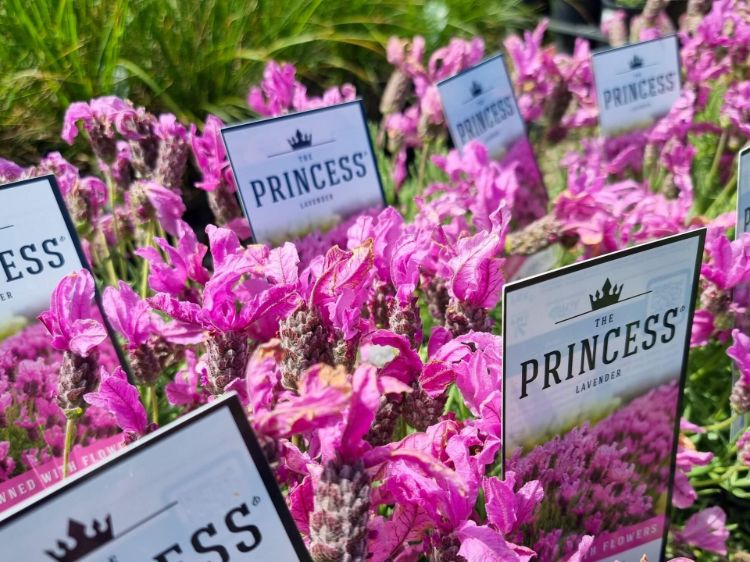 Lavandula pedunculata The Princess PBR. Common name - French Lavender, Lavinnova