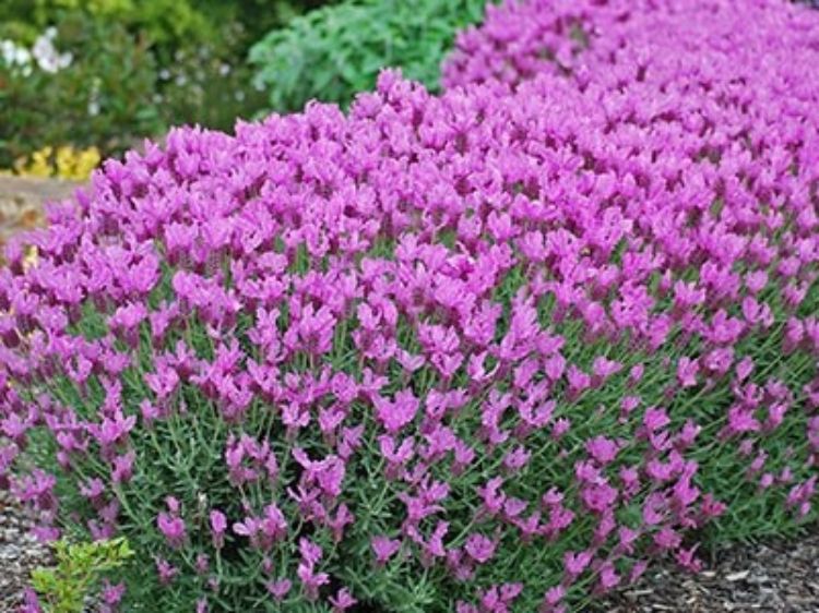 Lavandula pedunculata The Princess PBR. Common name - French Lavender, Lavinnova