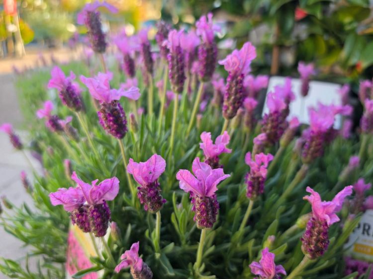 Lavandula pedunculata The Princess PBR. Common name - French Lavender, Lavinnova