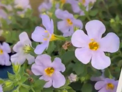 Sutera cordata Snowstorm Glacier Blue. Common name - Bacopa.