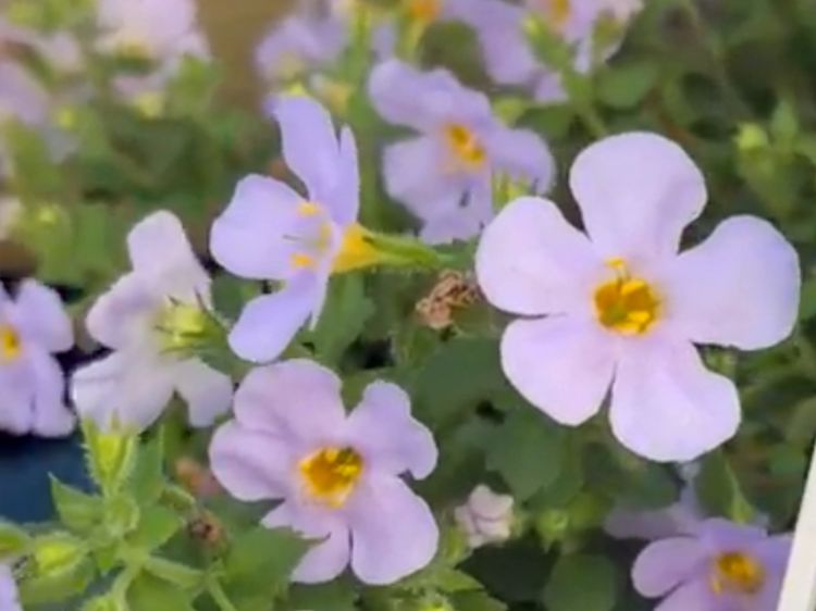 Sutera cordata Snowstorm Glacier Blue. Common name - Bacopa.