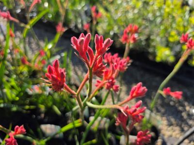 Anigozanthos flavidus Bush Coral PBR. Common name - Tall Kangaroo Paw, Evergreen Kangaroo Paw