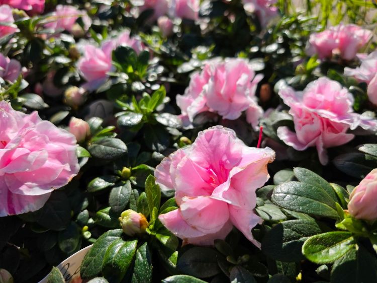 Azalea Assorted. Common name - Azalea