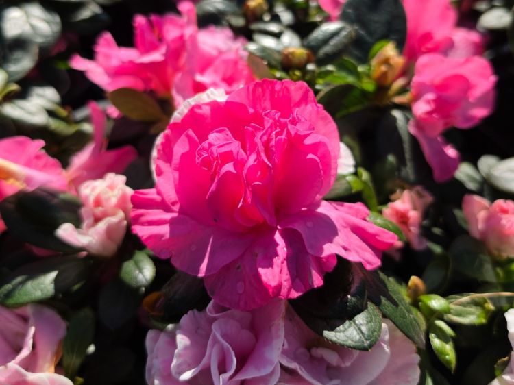 Azalea Assorted. Common name - Azalea