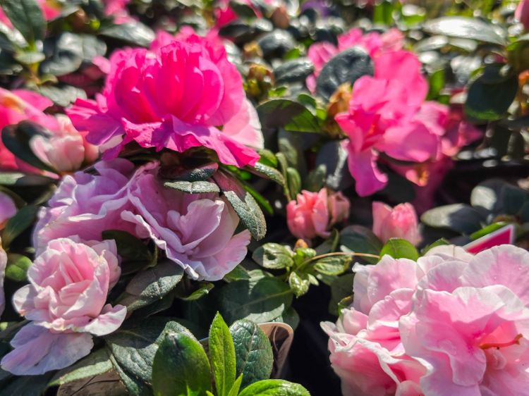 Picture of Azalea Assorted