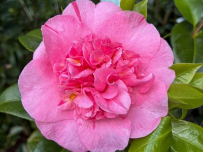 Camellia japonica Ardoch. Common name - Japanese Camellia, Common Camellia
