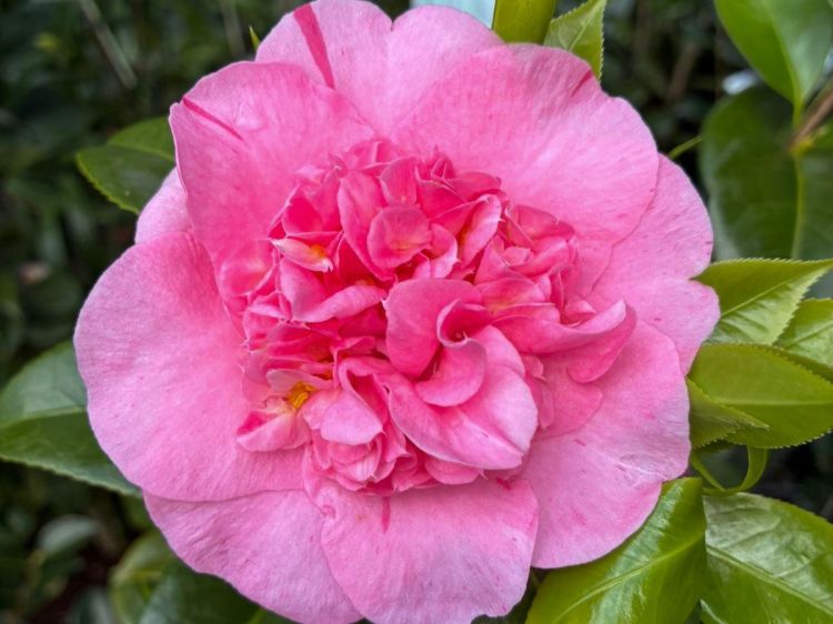 Camellia japonica Ardoch. Common name - Japanese Camellia, Common Camellia