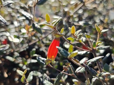 Correa reflexa Bloomin Early. Common name - Native Fuchsia