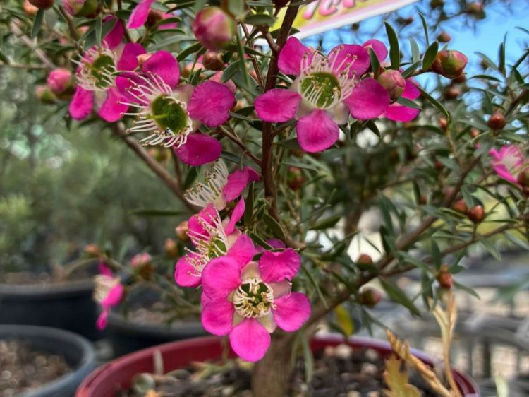 Leptospermum hybrida Tickled Pink. Common name - Tea Tree