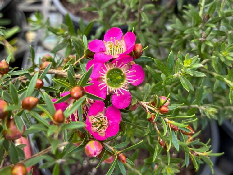 Leptospermum hybrida Tickled Pink. Common name - Tea Tree