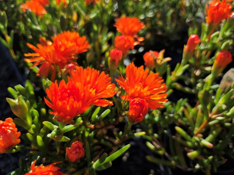 Mesembryanthemum hybrida Orange. Common name - Pigface, Succulent