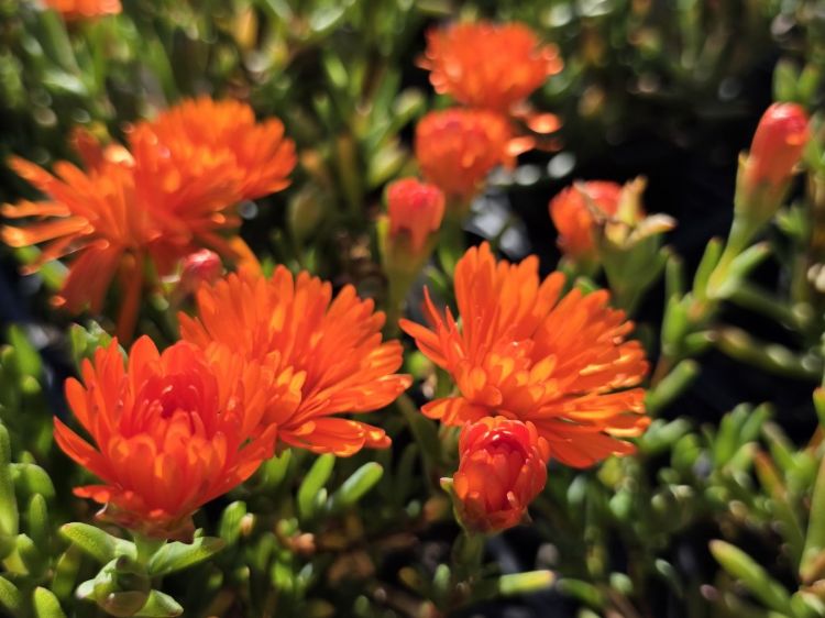 Mesembryanthemum hybrida Orange. Common name - Pigface, Succulent