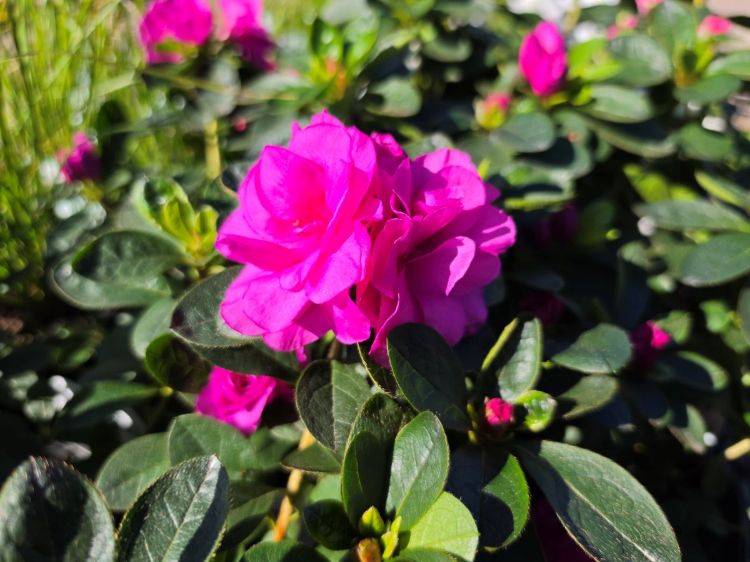 Azalea hybrida Happy Days. Common name - Azalea