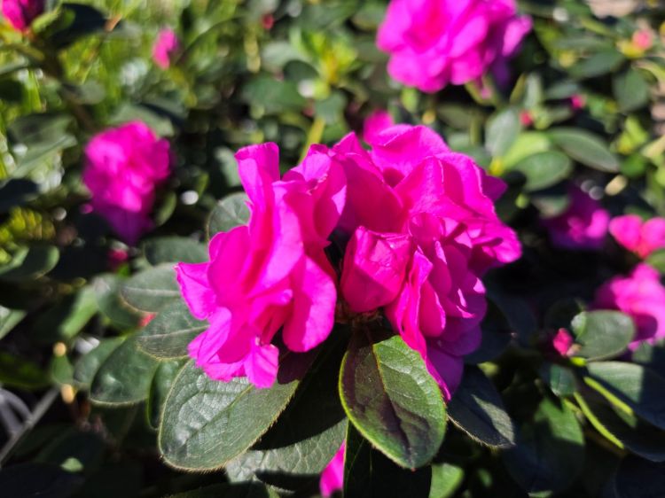 Azalea hybrida Happy Days. Common name - Azalea