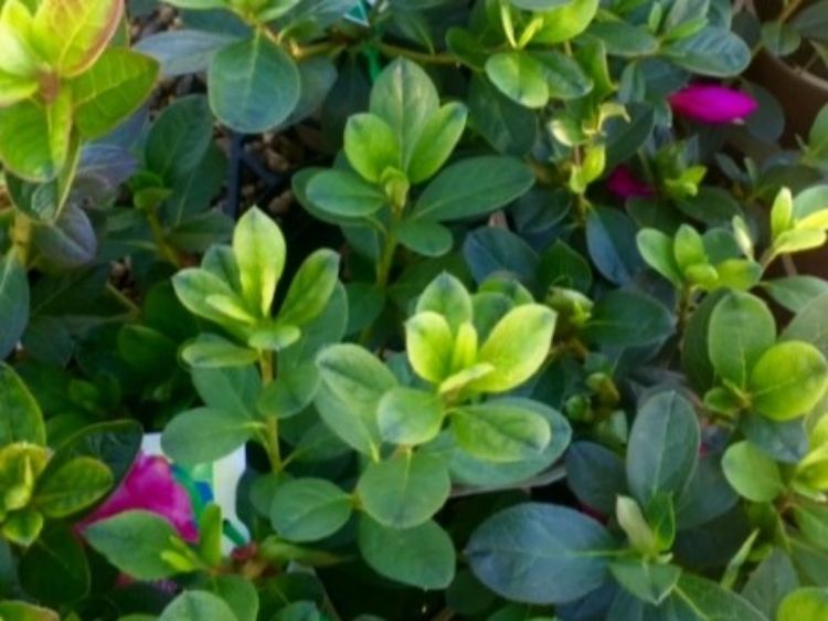 Azalea hybrida Happy Days. Common name - Azalea