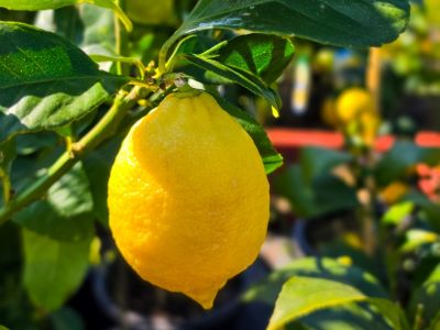 Citrus limon Lisbon Dwarf. Common name - Dwarf Lisbon Lemon, Dwarf Citrus