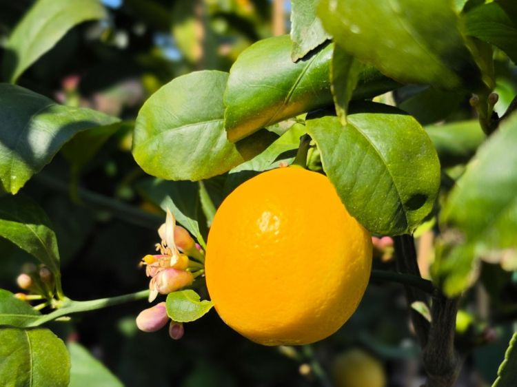 Citrus limon Meyer. Common name - Meyer Lemon