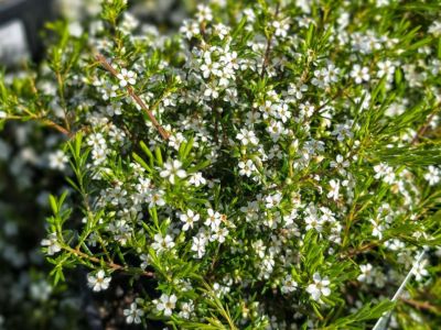 Coleonema album. Common name - White Diosma