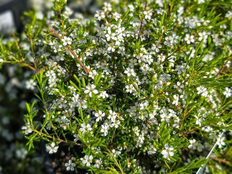 Coleonema album. Common name - White Diosma