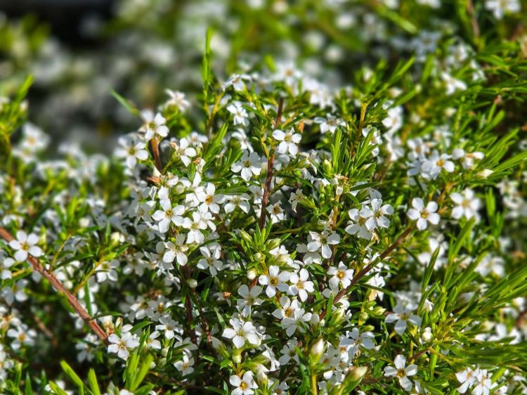 Coleonema album. Common name - White Diosma