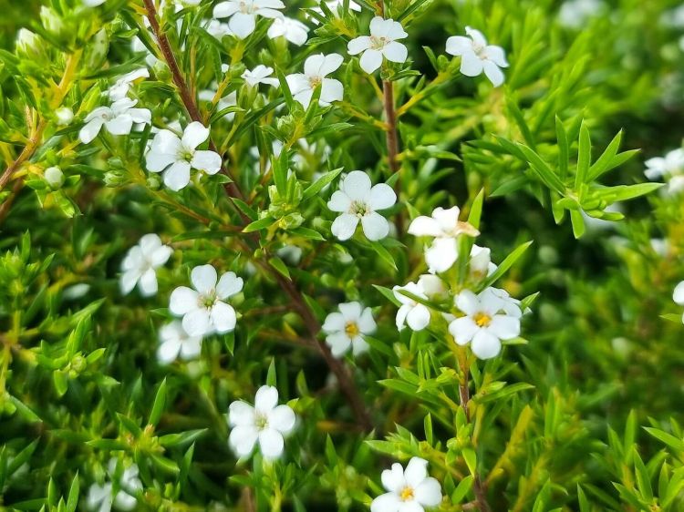 Coleonema album. Common name - White Diosma