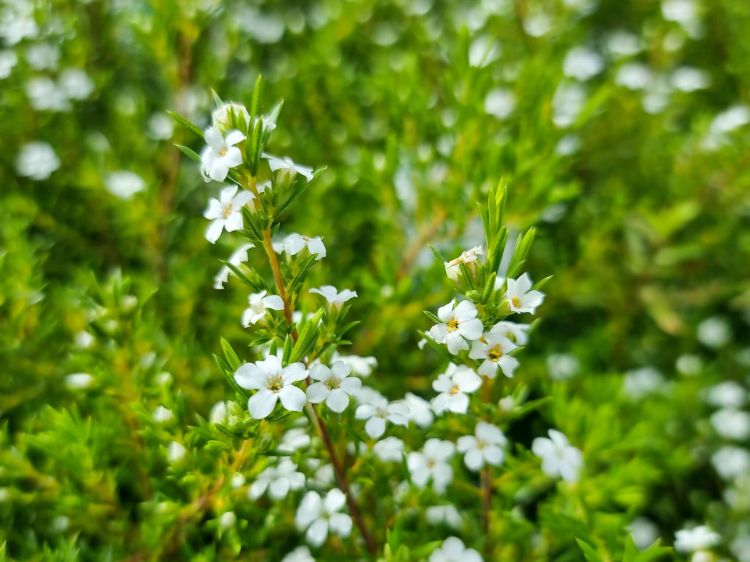 Coleonema album. Common name - White Diosma