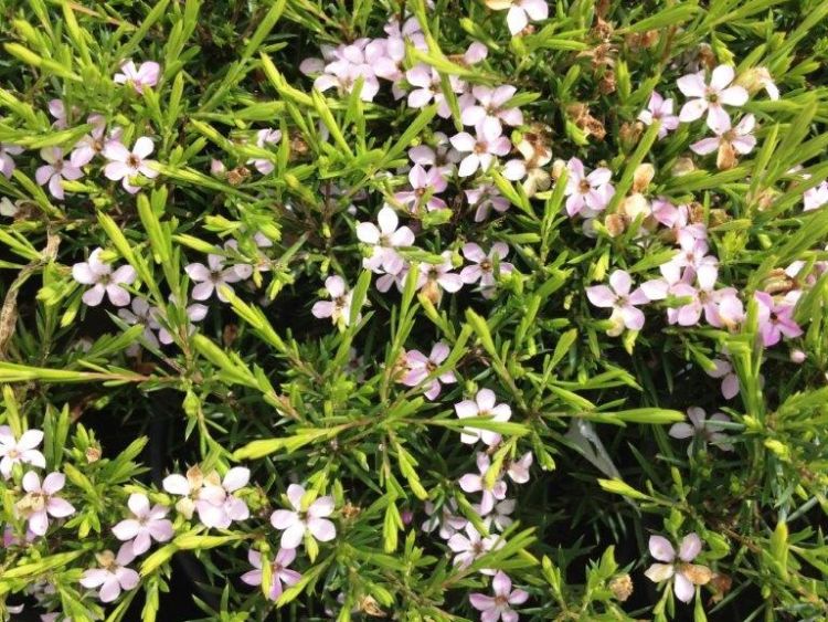 Coleonema pulchellum Compacta. Common name - Dwarf Diosma, Dwarf Breath of Heaven, Dwarf Confetti Bush