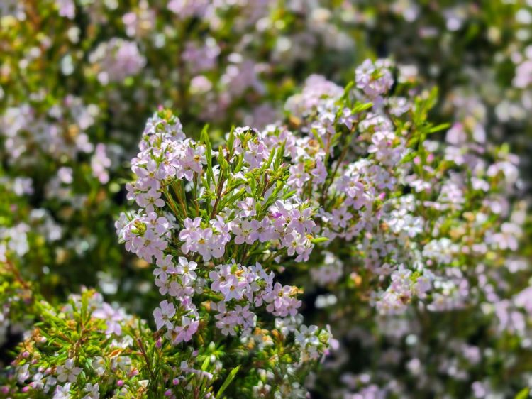 Coleonema pulchellum Compacta. Common name - Dwarf Diosma, Dwarf Breath of Heaven, Dwarf Confetti Bush