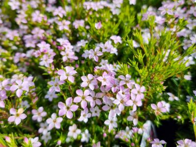 Coleonema pulchellum Compacta. Common name - Dwarf Diosma, Dwarf Breath of Heaven, Dwarf Confetti Bush