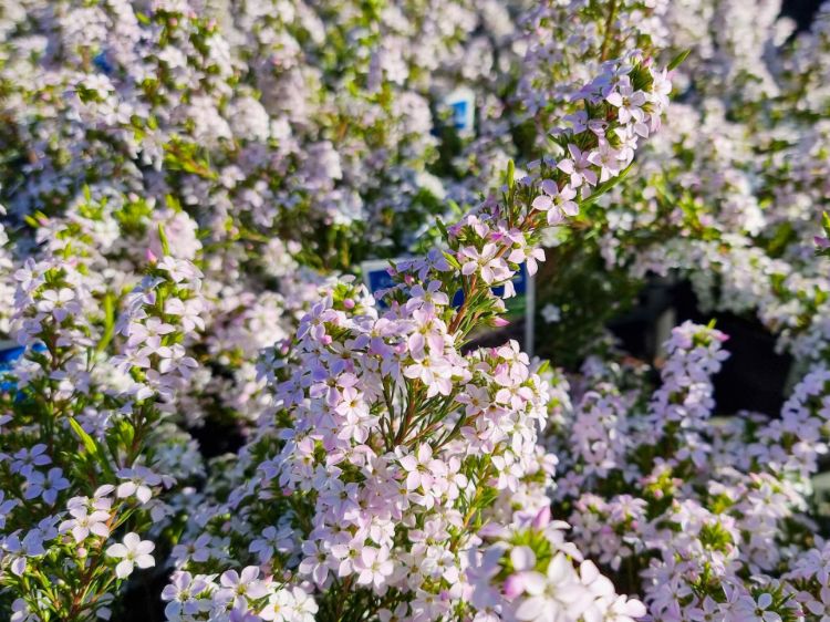 Coleonema pulchellum Compacta. Common name - Dwarf Diosma, Dwarf Breath of Heaven, Dwarf Confetti Bush