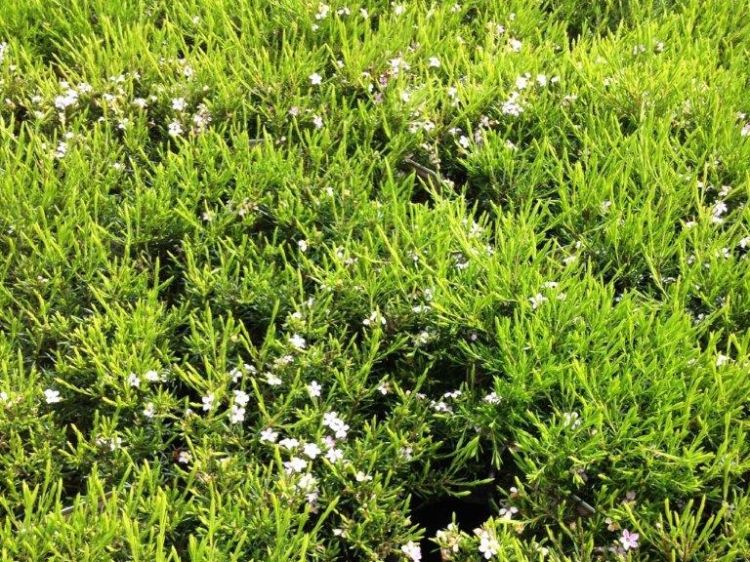 Coleonema pulchellum Compacta. Common name - Dwarf Diosma, Dwarf Breath of Heaven, Dwarf Confetti Bush
