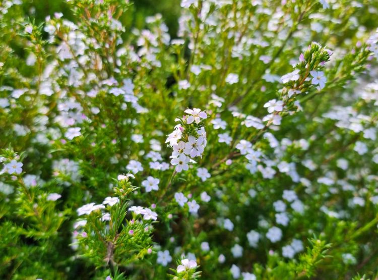 Coleonema pulchellum Compacta. Common name - Dwarf Diosma, Dwarf Breath of Heaven, Dwarf Confetti Bush