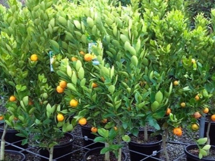Fortunella japonica Calamondin. Common name - Australian Cumquat, Kumquat, Citrus