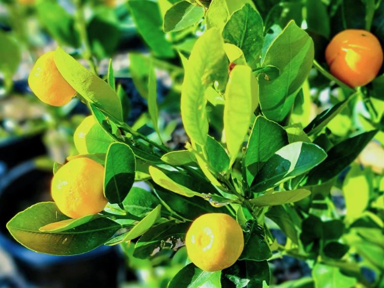 Fortunella japonica Calamondin. Common name - Australian Cumquat, Kumquat, Citrus
