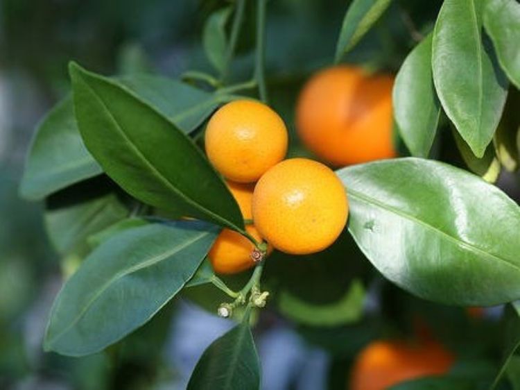 Fortunella japonica Calamondin. Common name - Australian Cumquat, Kumquat, Citrus