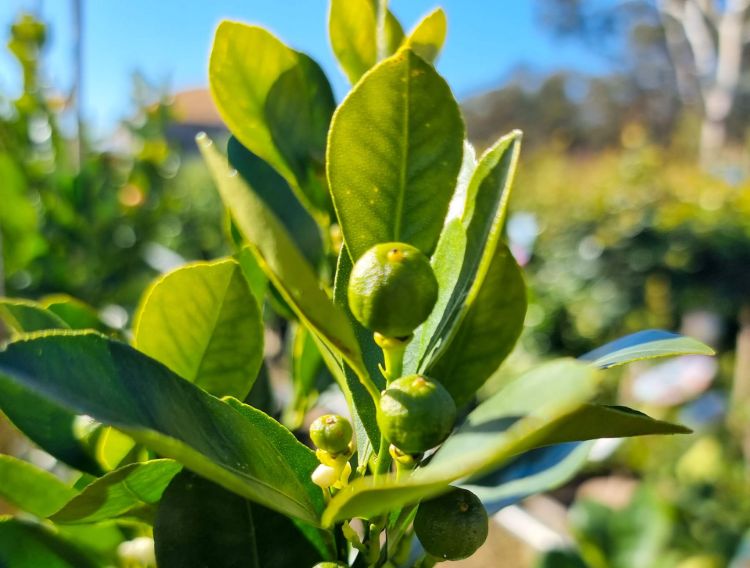 Fortunella japonica Calamondin. Common name - Australian Cumquat, Kumquat, Citrus