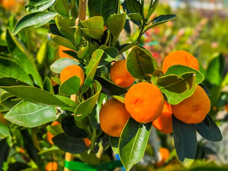 Fortunella japonica Calamondin. Common name - Australian Cumquat, Kumquat, Citrus
