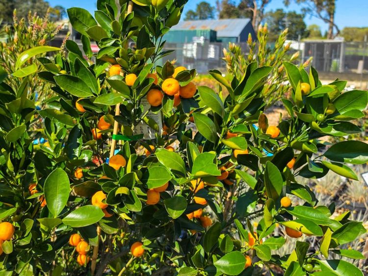 Fortunella japonica Calamondin. Common name - Australian Cumquat, Kumquat, Citrus