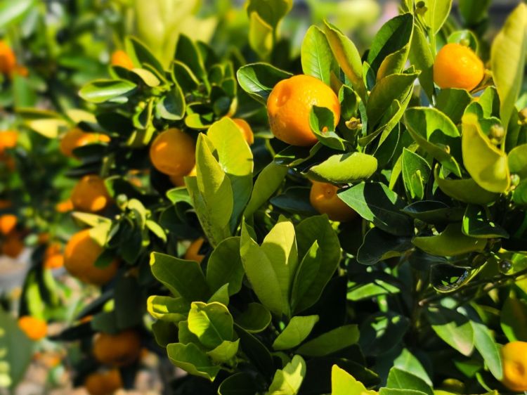 Fortunella japonica Calamondin. Common name - Australian Cumquat, Kumquat, Citrus
