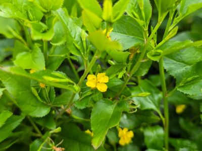 Goodenia ovata Little Goodie. Common Name - Hop Goodenia