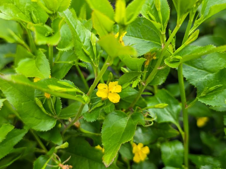 Goodenia ovata Little Goodie. Common Name - Hop Goodenia
