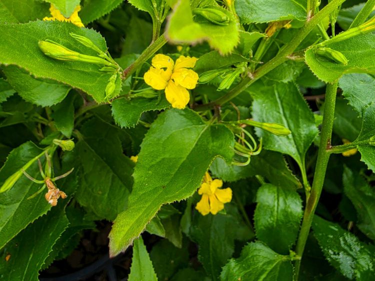 Goodenia ovata Little Goodie. Common Name - Hop Goodenia