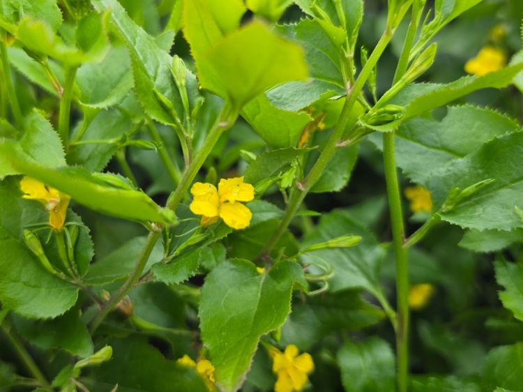 Goodenia ovata Little Goodie. Common Name - Hop Goodenia