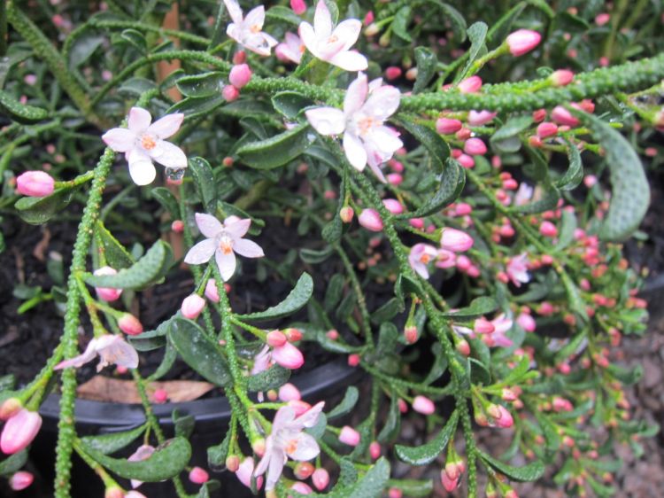 Philotheca myoporoides Flower Girl. Common name - Long Leaf Wax Flower