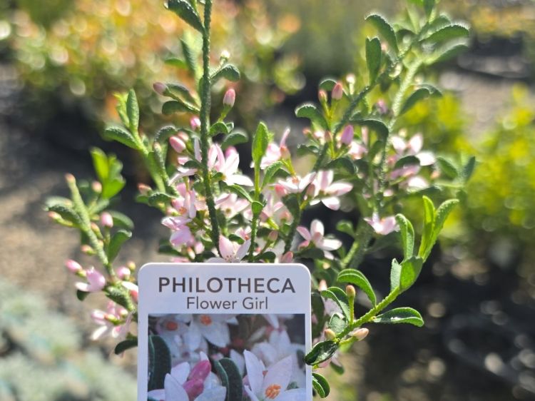 Philotheca myoporoides Flower Girl. Common name - Long Leaf Wax Flower