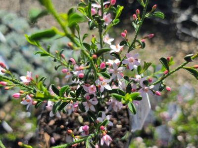 Philotheca myoporoides Flower Girl. Common name - Long Leaf Wax Flower