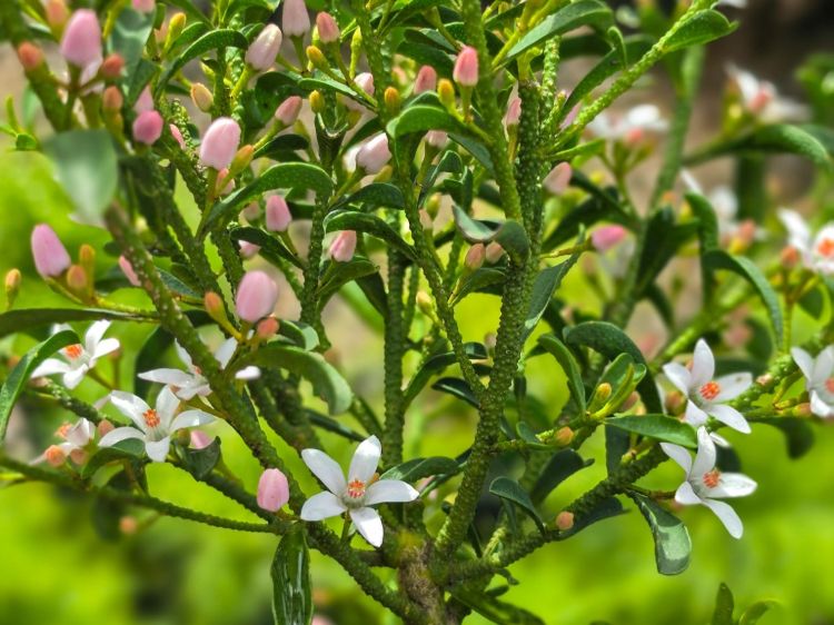 Philotheca myoporoides Profusion. Common name - Long Leaf Wax Flower