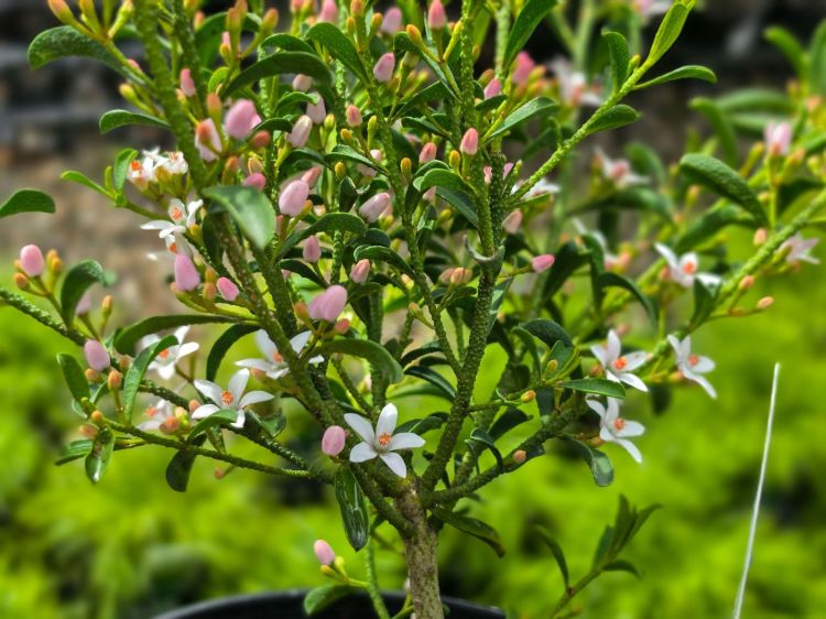 Philotheca myoporoides Profusion. Common name - Long Leaf Wax Flower