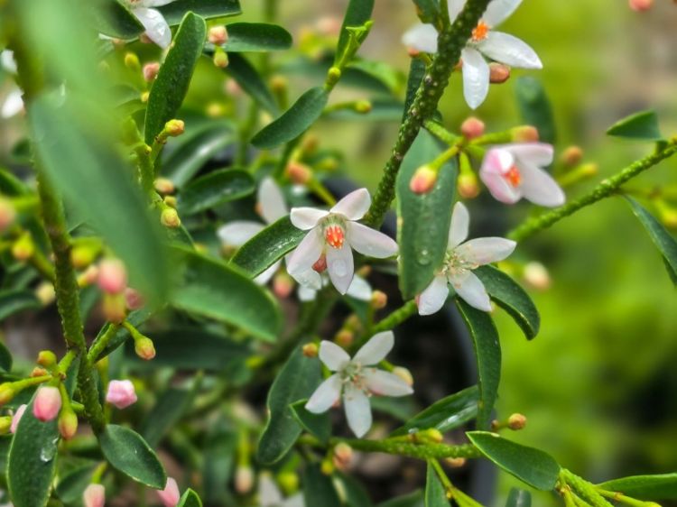 Philotheca myoporoides Profusion. Common name - Long Leaf Wax Flower