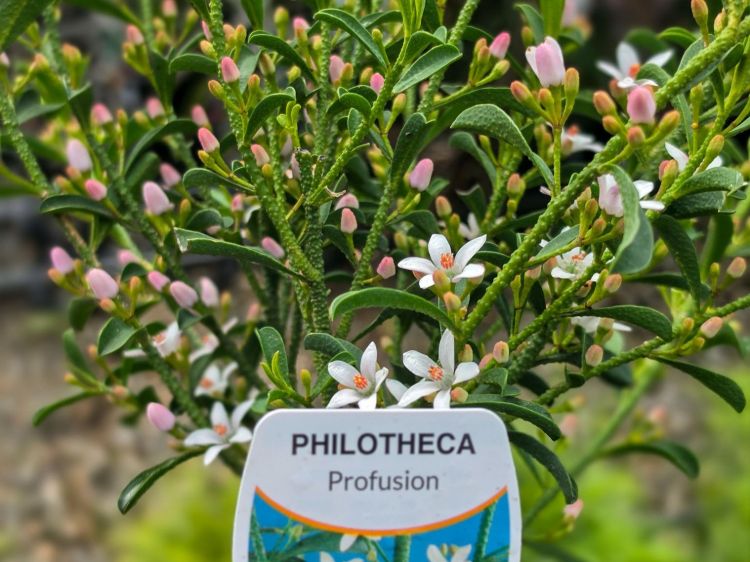 Philotheca myoporoides Profusion. Common name - Long Leaf Wax Flower